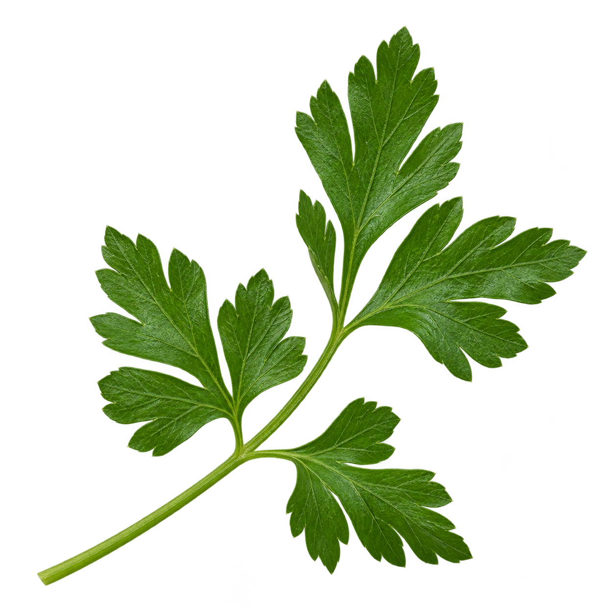 parsley
